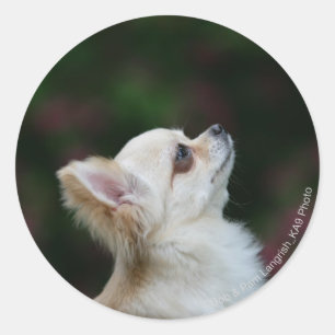Sticker Rond Casque long Haired Chihuahua 2