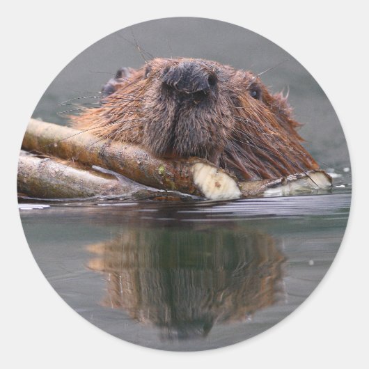 Sticker Rond castor (Devant)