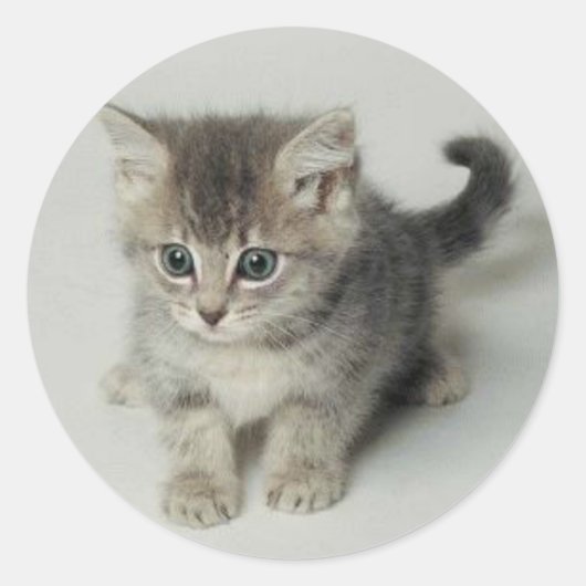 STICKER ROND CAT (Devant)