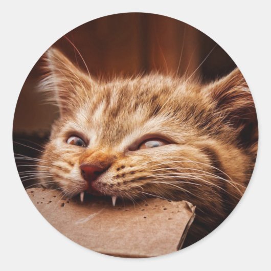 Sticker Rond Cat biting cardboard (Devant)