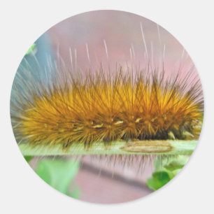 Sticker Rond Caterpillar de l'ours jaune Tiger Moth Articles