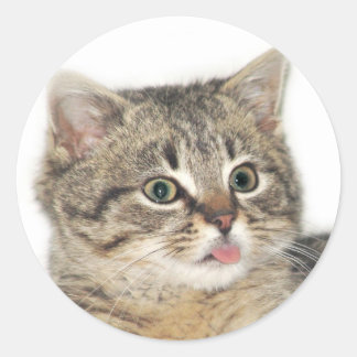 Sticker Rond Catitude