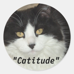 Sticker Rond Catitude Chat avec une attitude