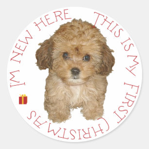 Sticker Rond Cavachon chiot premier Noël