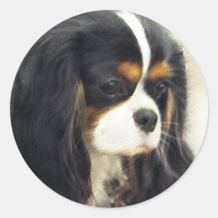 Sticker Rond Cavalier Charles Spaniel