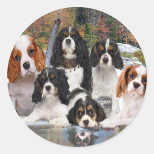 Sticker Rond Cavalier King Charles ne peut pas avoir seulement