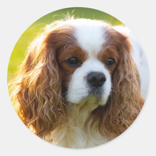 Sticker Rond Cavalier King Charles Spaniel (Devant)