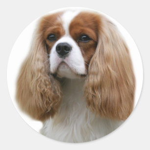 Sticker Rond Cavalier King Charles Spaniel