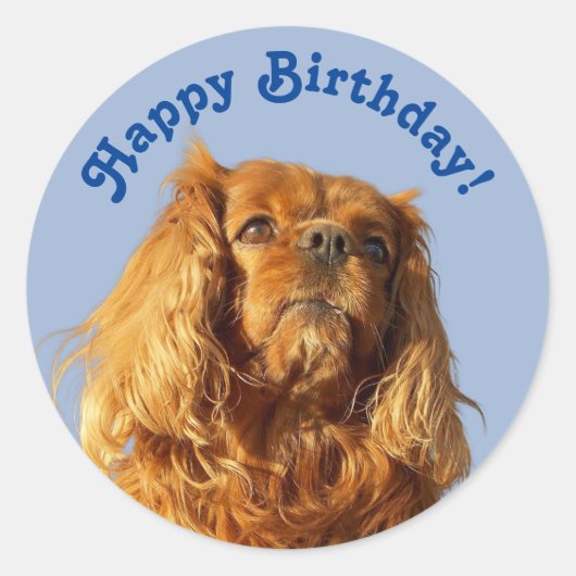 Sticker Rond Cavalier King Charles Spaniel Chien Chien Chien Bl (Devant)