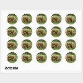 Sticker Rond Cavalier King Charles Spaniel Ruby (Feuille)