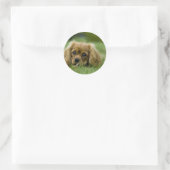Sticker Rond Cavalier King Charles Spaniel Ruby (Sac)