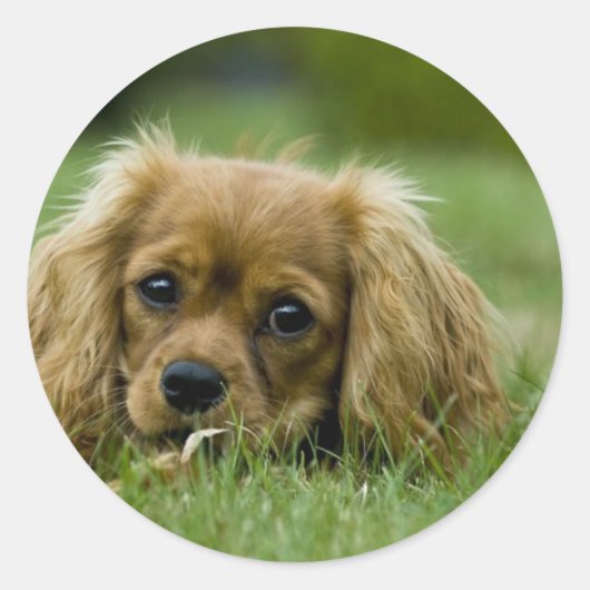 Sticker Rond Cavalier King Charles Spaniel Ruby (Devant)