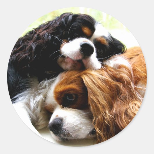 Sticker Rond Cavaliers Brothers (Devant)