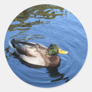 Sticker Rond Central Park NYC Conservatoire Eau Mallard Canard