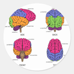 Sticker Rond Cercerveau humain de tous côtés