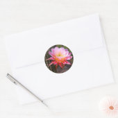 Sticker Rond Cereus en fleur de cactus rose (Enveloppe)