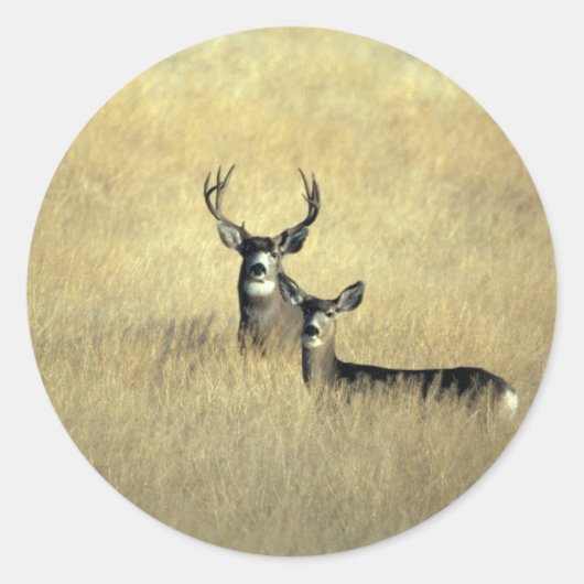 Sticker Rond Cerf (Devant)