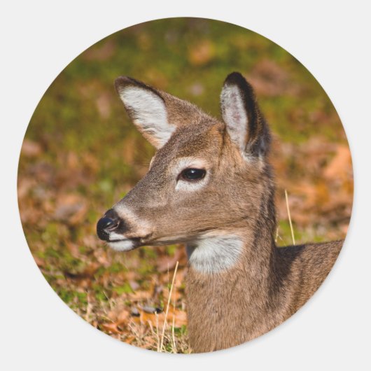 Sticker Rond Cerf (Devant)