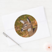 Sticker Rond Cerf (Enveloppe)