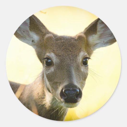 Sticker Rond Cerf à queue blanche Young Buck (Devant)