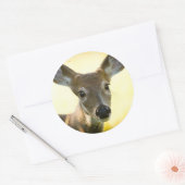 Sticker Rond Cerf à queue blanche Young Buck (Enveloppe)