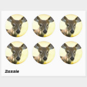 Sticker Rond Cerf à queue blanche Young Buck (Feuille)