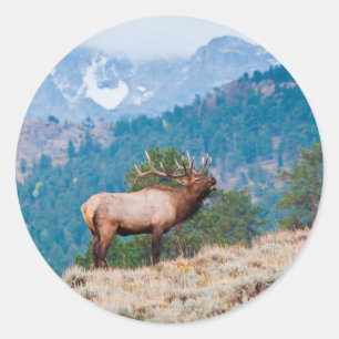 Sticker Rond Cerf (Cervus Elephus) mâle bramant