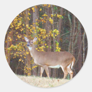 Sticker Rond Cerf devant l'arbre d'automne jaune