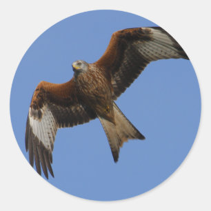 Sticker Rond Cerf-volant rouge montant