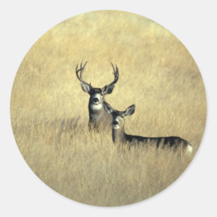 Sticker Rond Cerfs communs