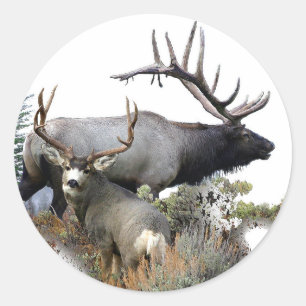 Sticker Rond Cerfs communs d'élans et de mule