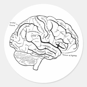 Sticker Rond Cerveau anatomique