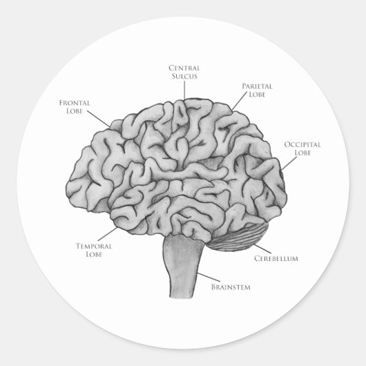 Sticker Rond Cerveau Scientifique (Devant)