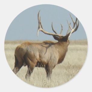 Sticker Rond Challenger d'Elk E20