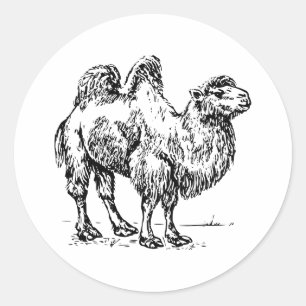 Sticker Rond Chameau 1