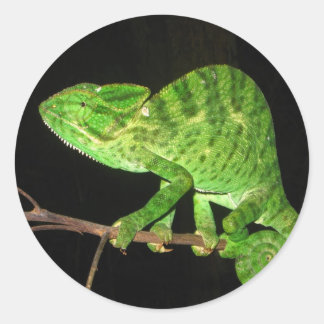 Sticker Rond Chameleon (Chamaeleo zeylanicus)