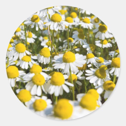 Sticker Rond Chamomile Field (Devant)