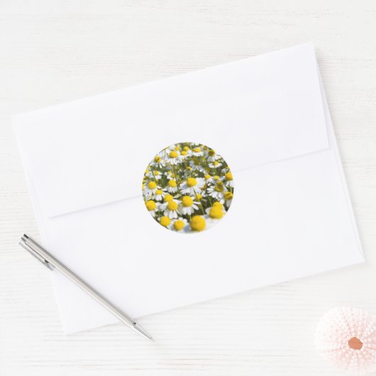 Sticker Rond Chamomile Field (Enveloppe)