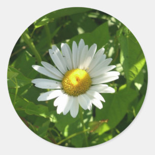 Sticker Rond Chamomille