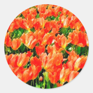Sticker Rond Champ orange de tulipes
