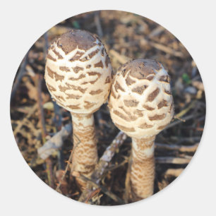 Sticker Rond Champignons communs de parasol