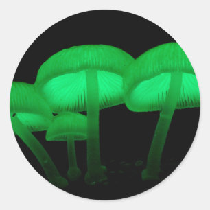 Sticker Rond Champignons éclatants