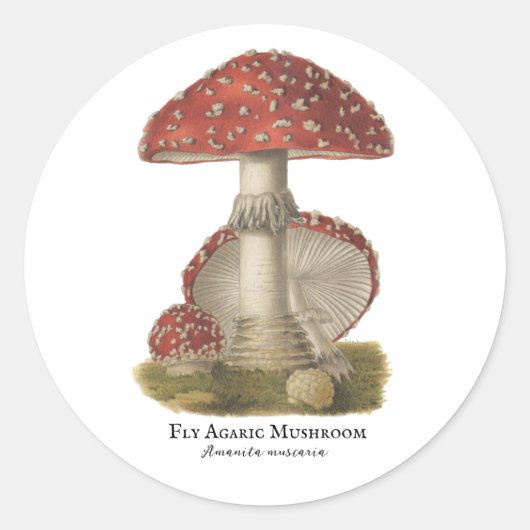 Sticker Rond Champignons Rouge Magie Vintage Impression (Devant)