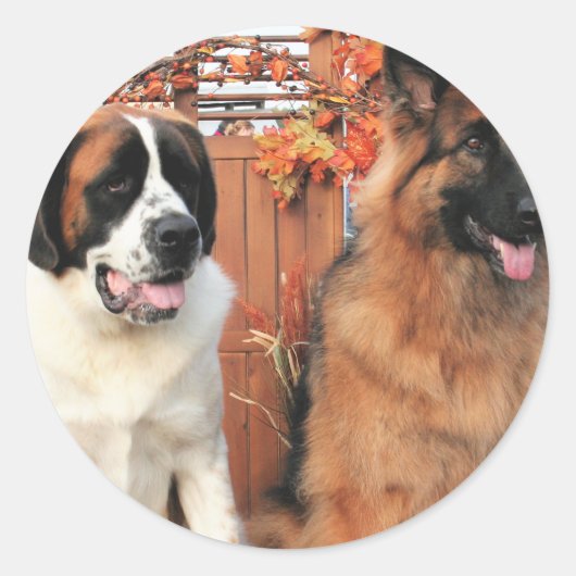 Sticker Rond Chance LH-Shepherd Mae St Bernard Photo 3 (Devant)
