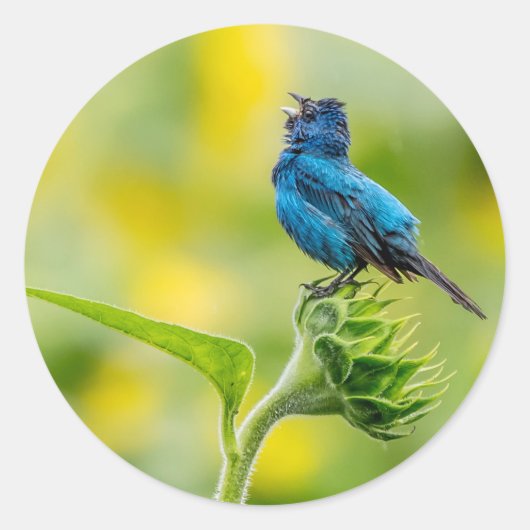 Sticker Rond Chanter Indigo Bunting (Devant)