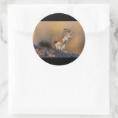 Sticker Rond Chanter l'écureuil (Sac)