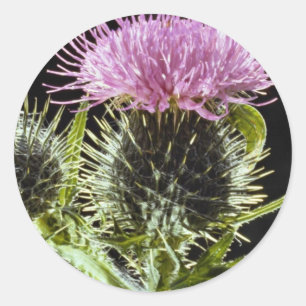 Sticker Rond Chardon de LovelySpear, vulgare de cirsium