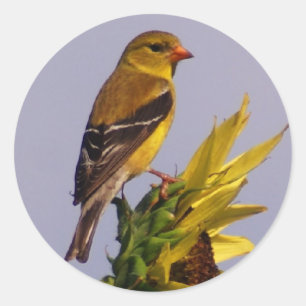Sticker Rond Chardonneret américain sur le tournesol
