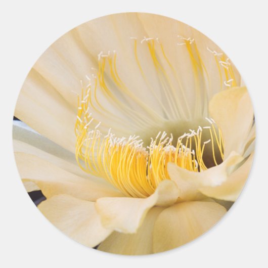 Sticker Rond Charlemagne Echinopsis en fleurs (Devant)