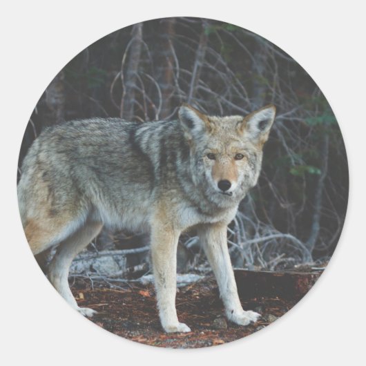 Sticker Rond Chasse au coyote (Devant)